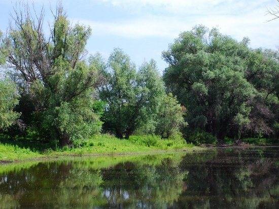 На Ерике Верблюд для волгоградцев подготовили место для отдыха