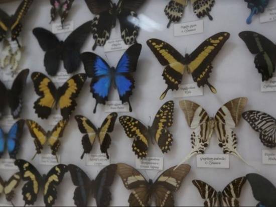 Волгоградцев приглашают посмотреть коллекцию бабочек