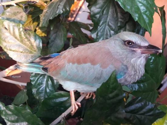 В Волгоградской области тропическую птицу выкормили детским мясным пюре