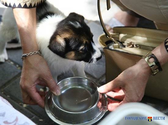 В Волгограде зоозащитники получат миллионные гранты на содержание животных