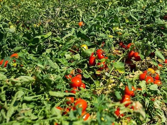 В Волгоградской области растут сборы урожая бахчевых