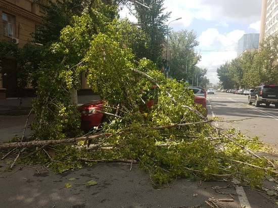 Последствия шквалистого ветра в Волгограде ликвидируют коммунальные службы