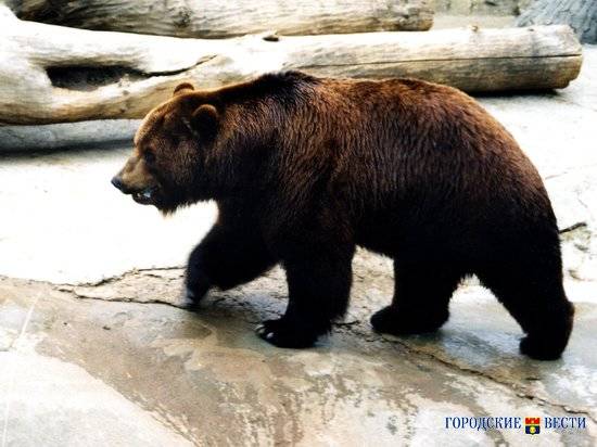 В Урюпинске проведут проверку из-за видео с купанием медвежонка
