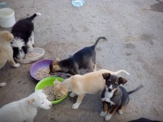 На окраине Волгограда на погибель выбросили восемь крохотных щенков