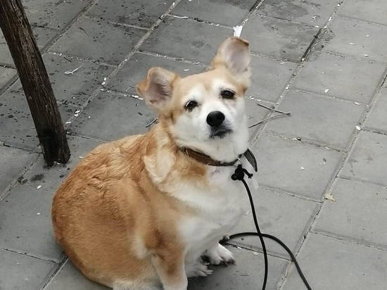 Фото: vk.com/dinoclub