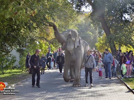 Слоны-спринтеры прогулялись по центру Волгограда