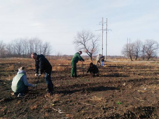 В рамках нацпроекта «Экология» в Волгоградской области на местах бывших свалок появятся дубовые рощи