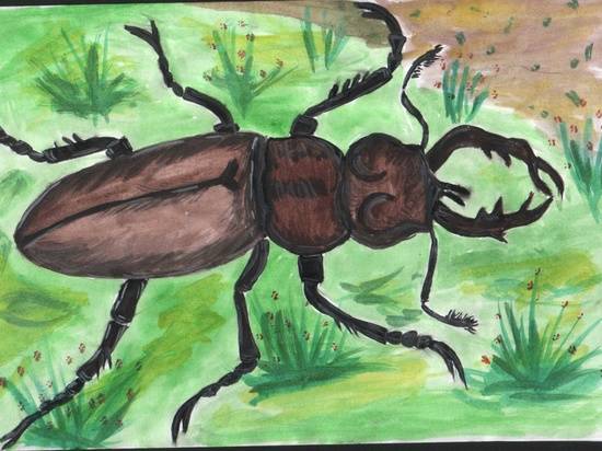 Волгоградские школьники нарисовали редких насекомых