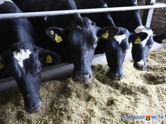 Волгоградская область вошла в топ-20 регионов с наибольшим поголовьем коров