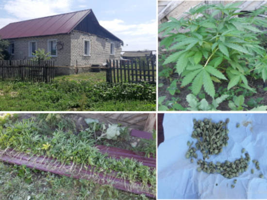 Под Урюпинском полиция нашла в огороде у селянина 52 куста конопли