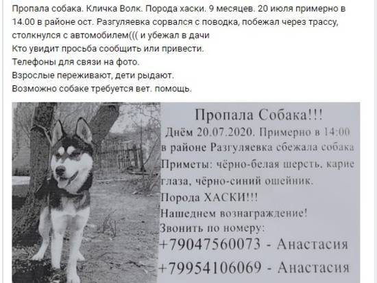 В Волгограде ищут сбитую машиной собаку-хаски