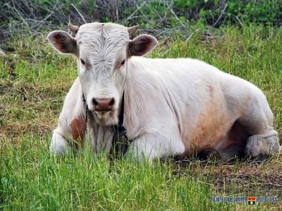 В Калачевском районе "десятка" столкнулась с коровой