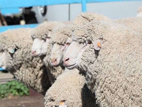 Поголовье овец и коз в Волгоградской области перевалило за миллион