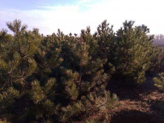 Перед Новым годом в Волгоградском регионе проводят рейды по охране елок и сосен
