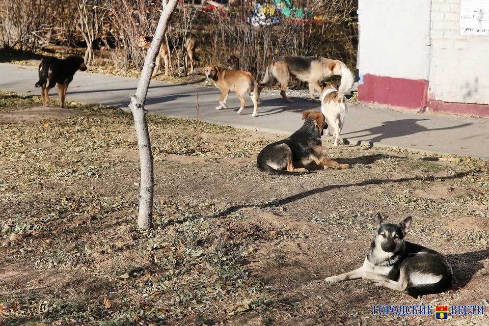 В Волгоградской области бродячие собаки покусали детей 7 и 8 лет