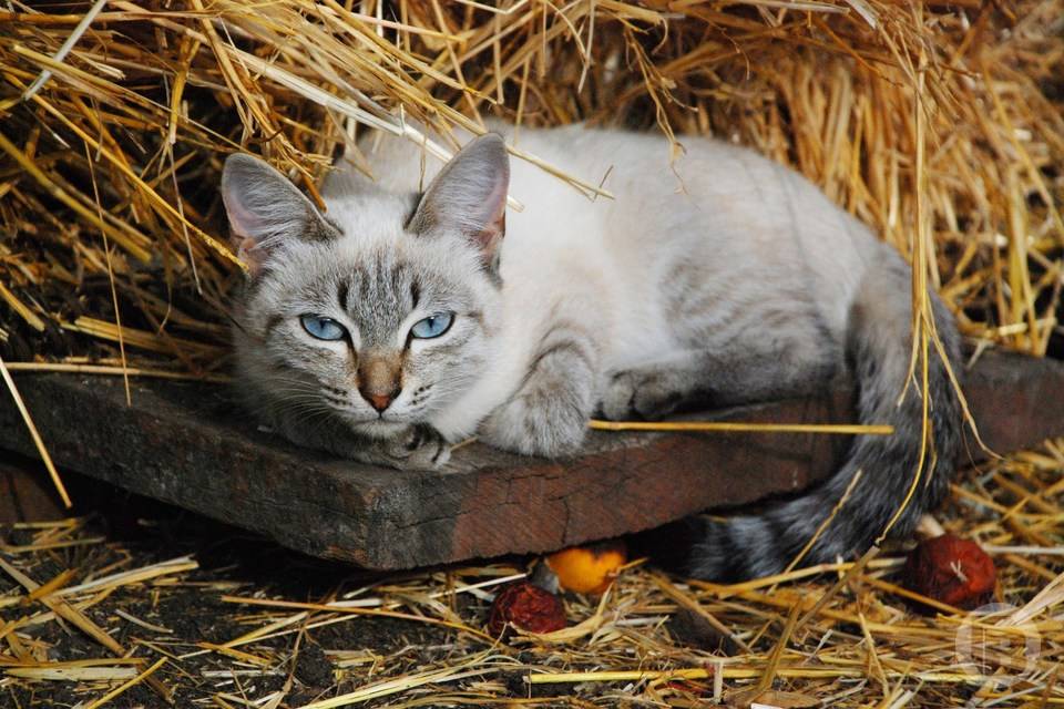 В Волгоградской области ввели карантин по бешенству из-за укуса кошки