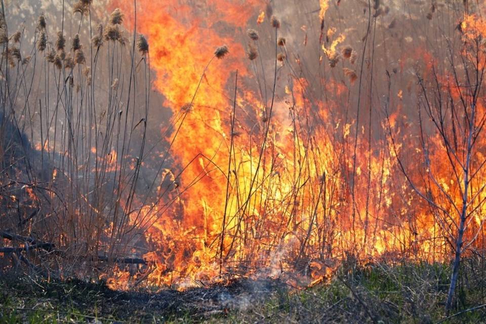 28 районам Волгоградской области угрожают ландшафтные пожары