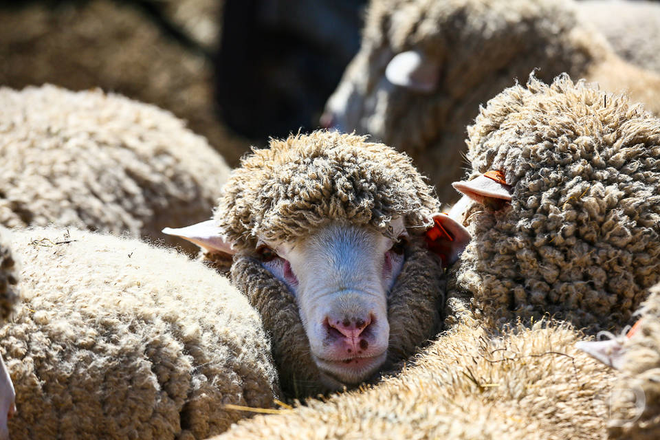Под Волгоградом 600 овец погубили посадки лука на 1 млн рублей