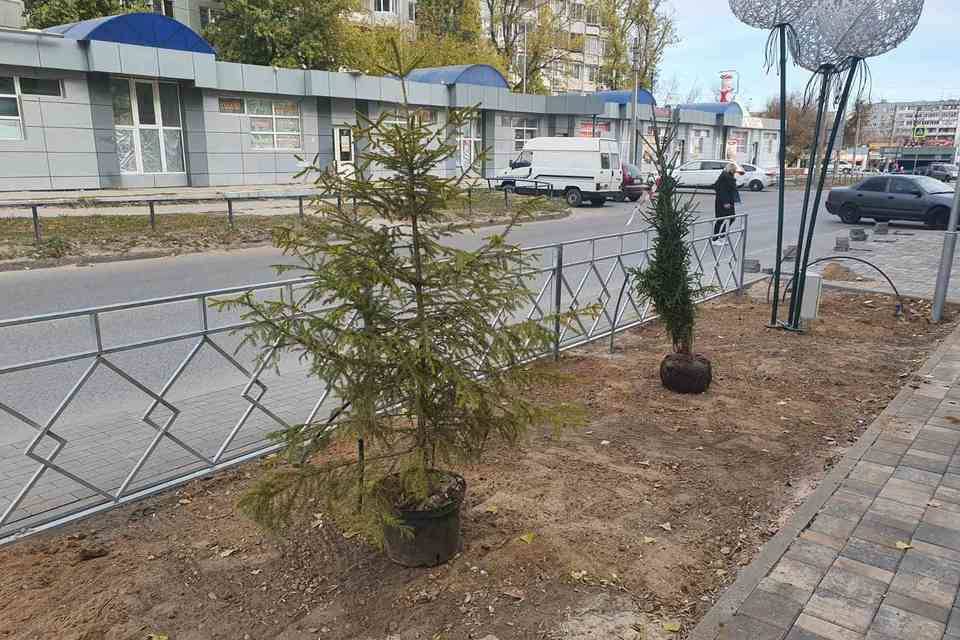 Пешеходную зону улицы Казахской в Волгограде украсят 150 деревьев и кустарников