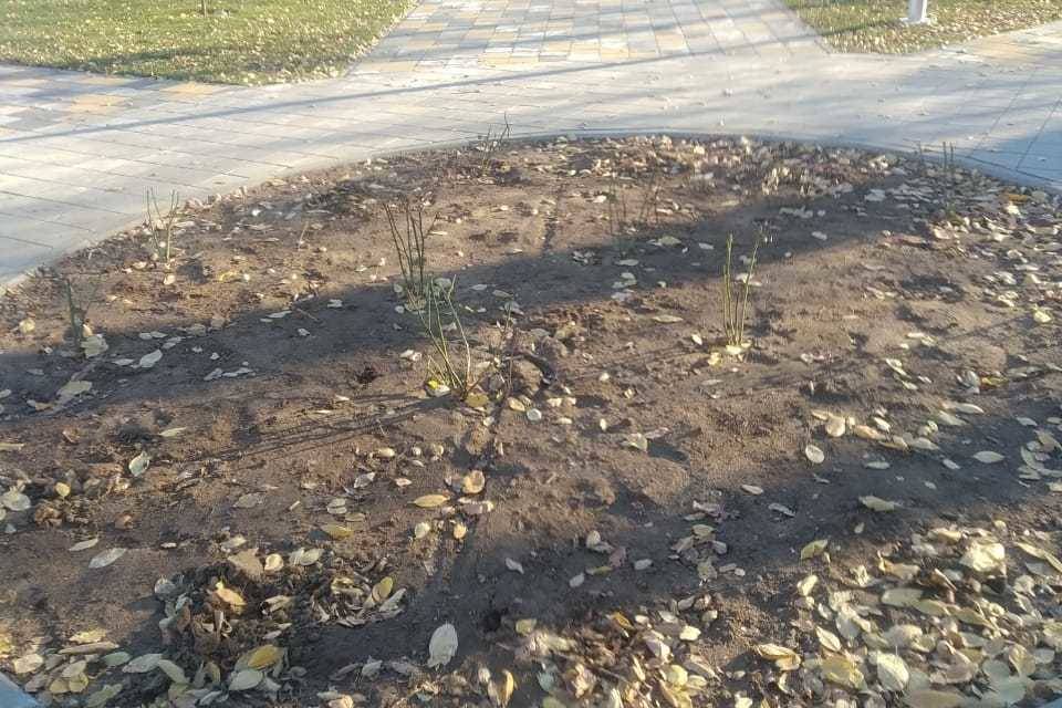 Вандалы выкопали кусты роз в Кировском районе Волгограда