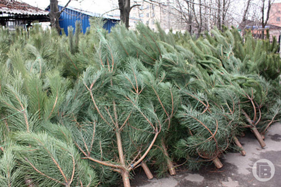 В Волгограде открывают пункт приема новогодних елок на переработку