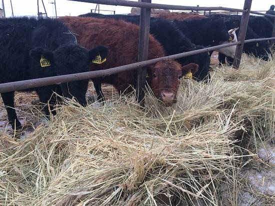 В Волгоградской области выросло поголовье крупного рогатого скота