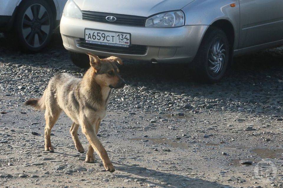 Володин призвал ввести наказание для чиновников за стаи бездомных собак