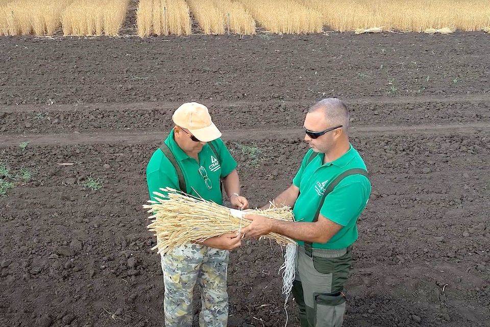 Волгоградская агрономическая компания «СТК-АГРО» вступила в нацпроект «Производительность труда»