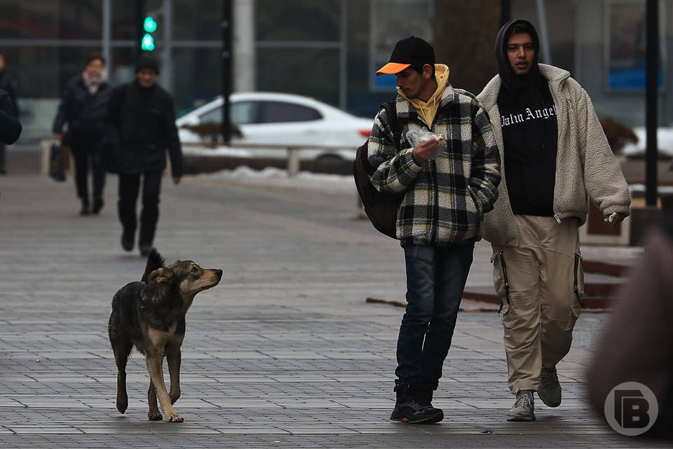 Волгоградка отсудила 30 тысяч рублей за укус собаки бойцовской породы