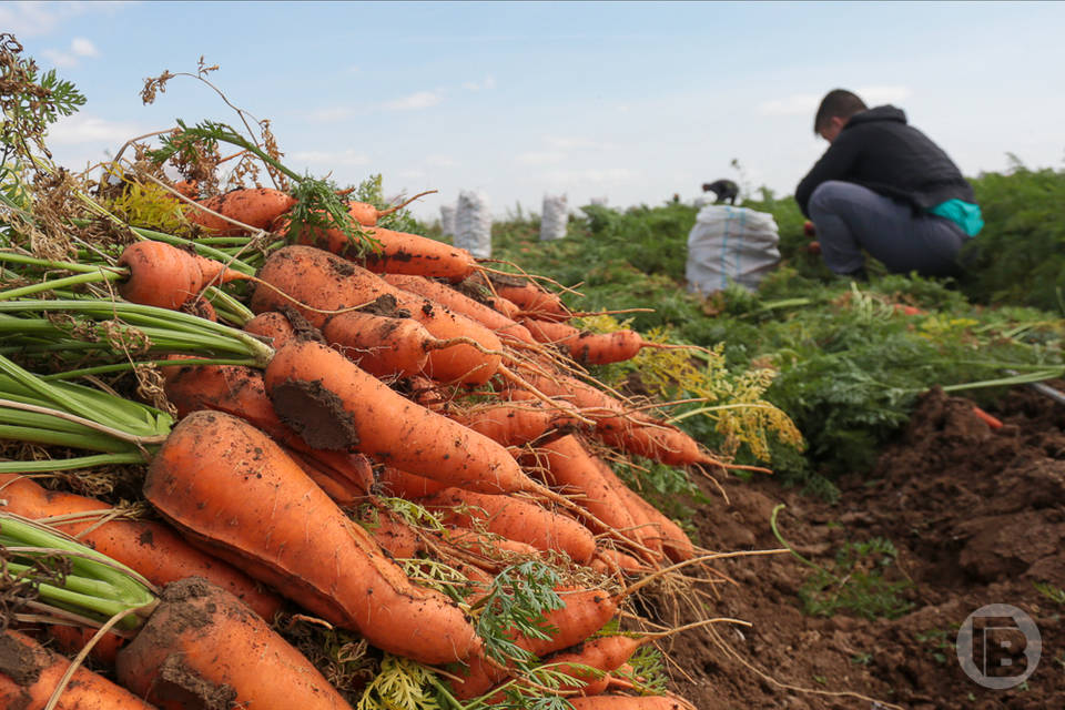 В Волгоградской области засеяли 2,3 тыс. га ранних овощей