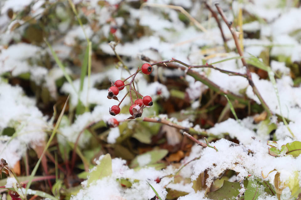 Заморозки на почве до минус 3 градусов ожидаются в Волгоградской области