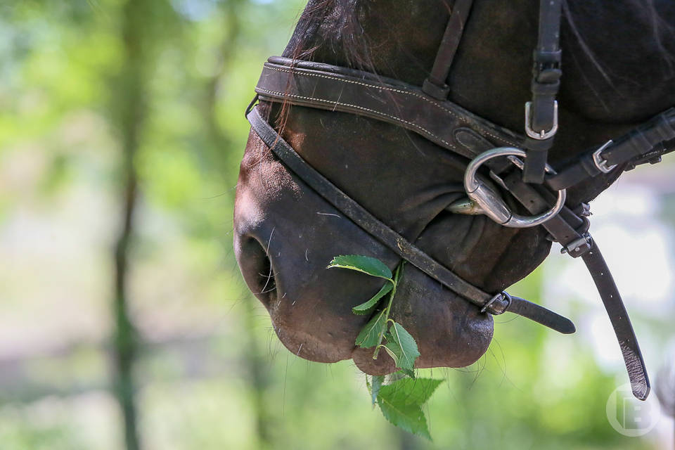 В Волгоградской области будут судить похитителей десяти коней