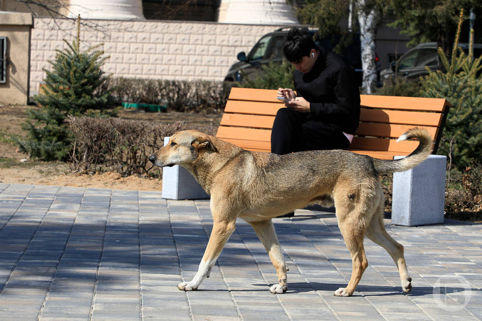 Волгоградцев предупредили об опасности прогулок собак по раскаленному асфальту