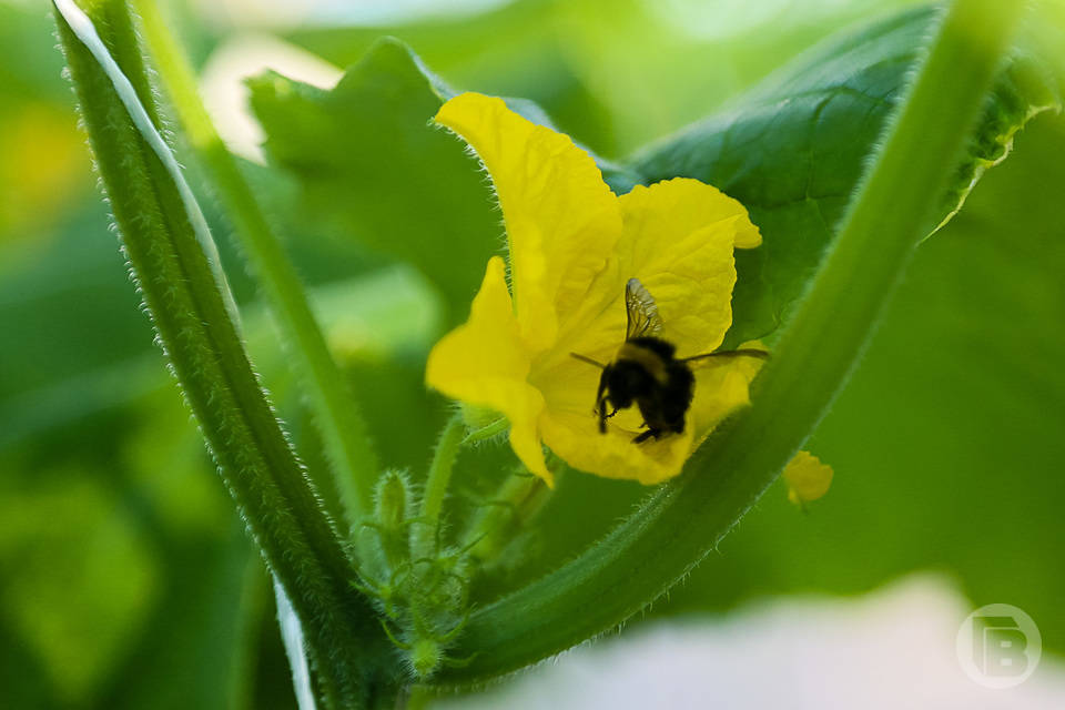 В Волгоградской области агропредприятие не пощадило ни людей, ни пчел