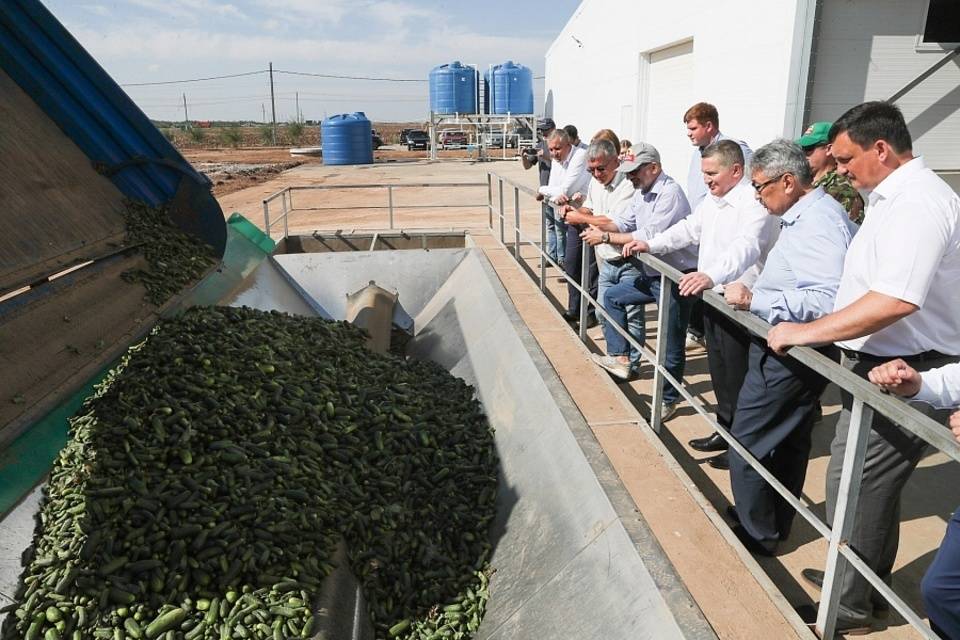 Консервный комбинат «Ахтуба» под Волгоградом примет на переработку продукцию фермеров