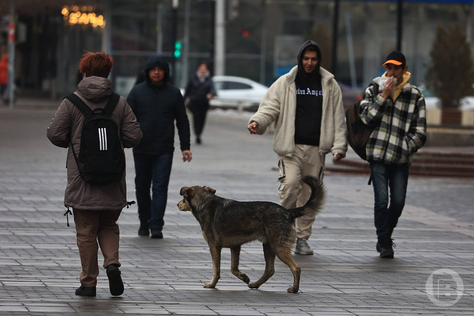 В Волгограде для киносъемок ищут настоящего волка