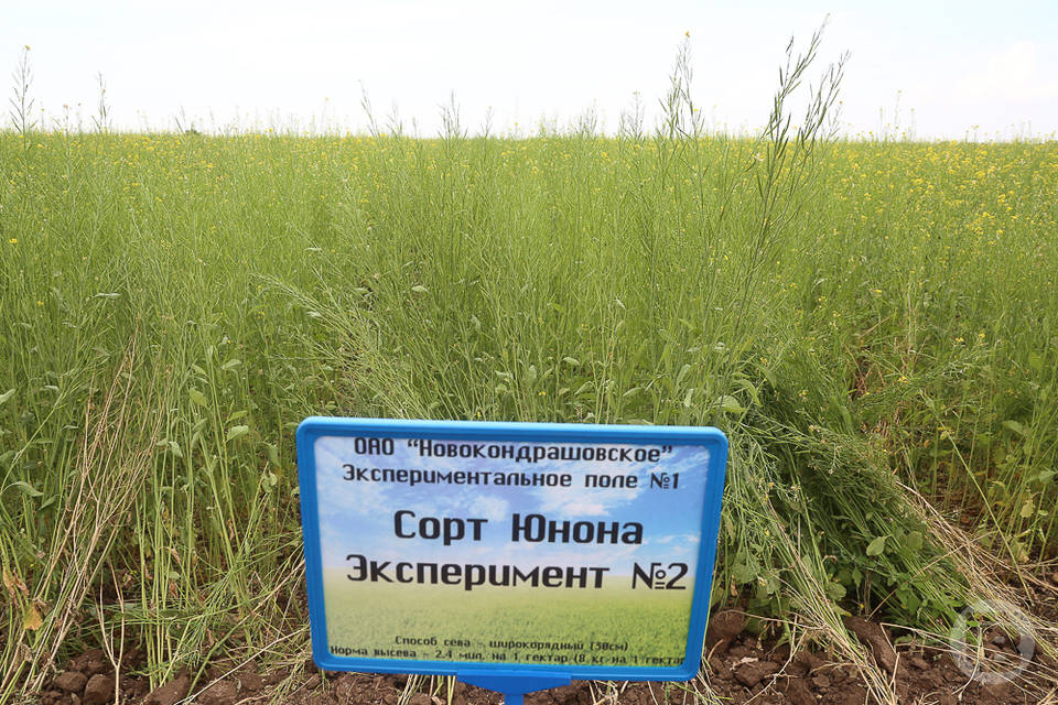 В Волгоградской области урожайность горчицы увеличилась вдвое