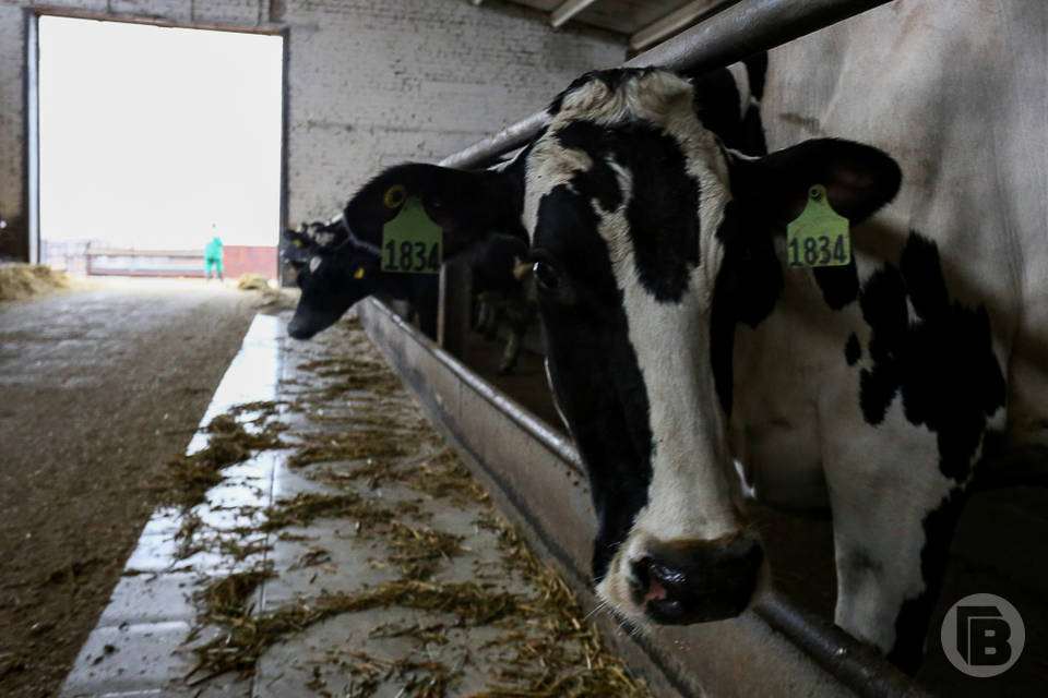 В Волгоградской области обнаружены неизлечимо больные коровы