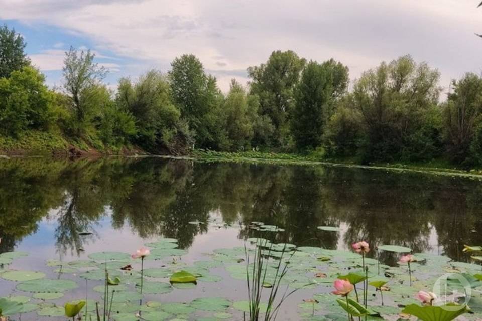 Мобильный визит-центр откроют на Лотосовом озере под Волгоградом