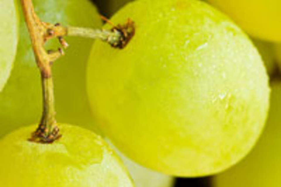 В Волгоград из Азербайджана прибыло больше 300 тонн винограда