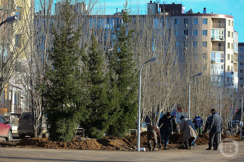 580 деревьев и кустарников украсили центр Волгограда