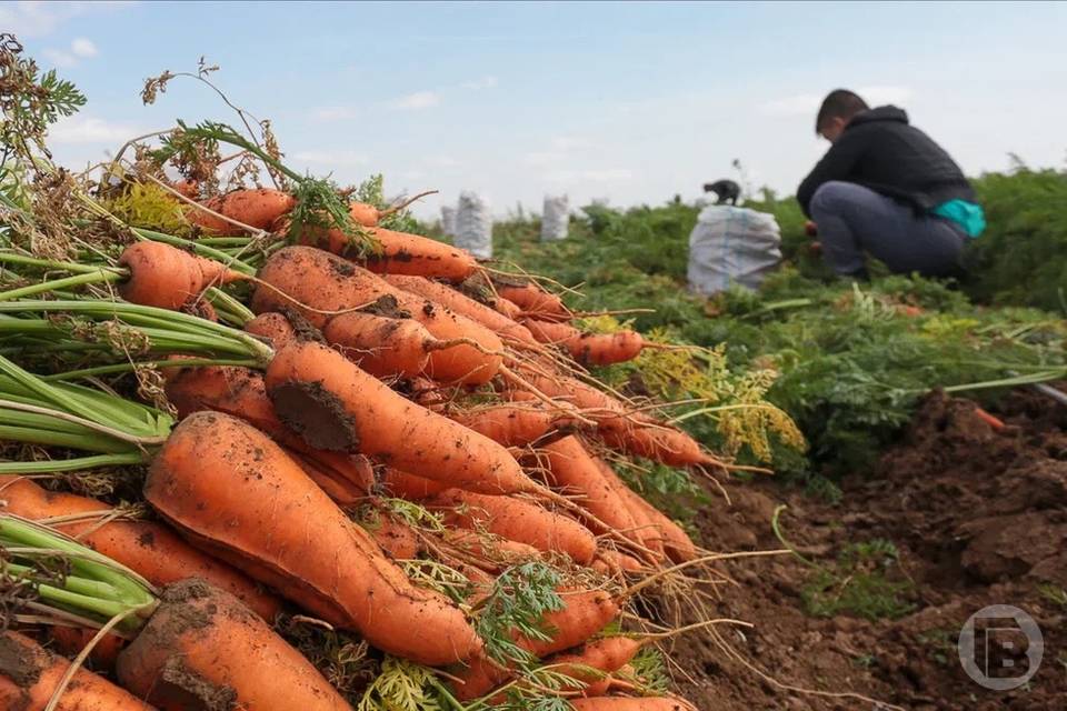 В Казахстан направили 40 тонн моркови из Волгоградской области