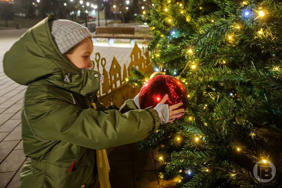 Волгоградцам объяснили, как выбрать новогоднюю елку