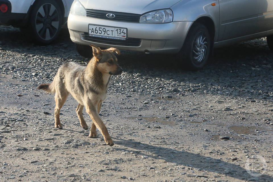 В Сети обсуждают зеленых собак, разгуливающих по Волгограду