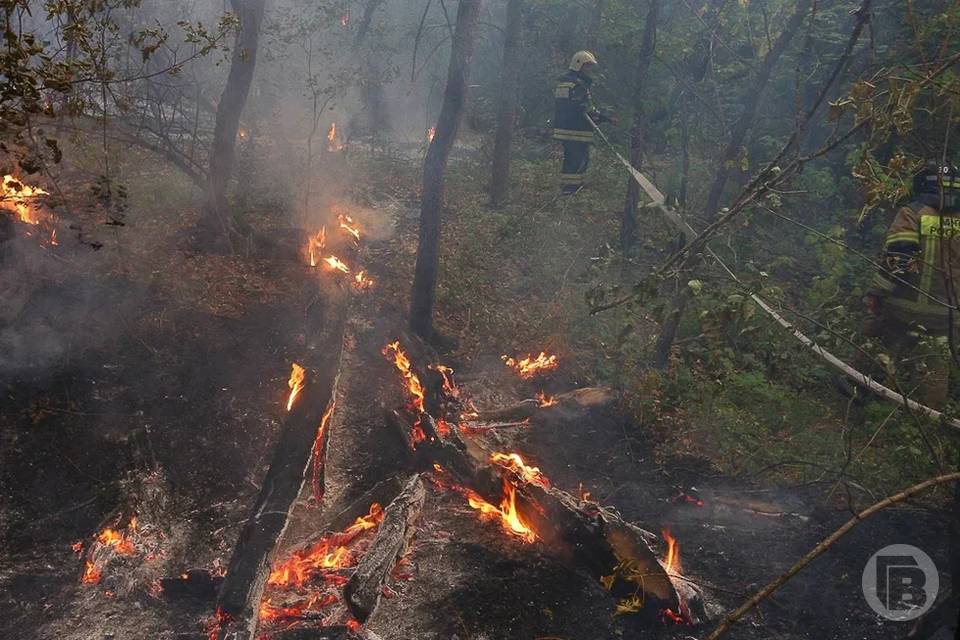 Во время пожара под Волгоградом сгорело 130 га леса с ущербом в более чем 3,5 млн рублей