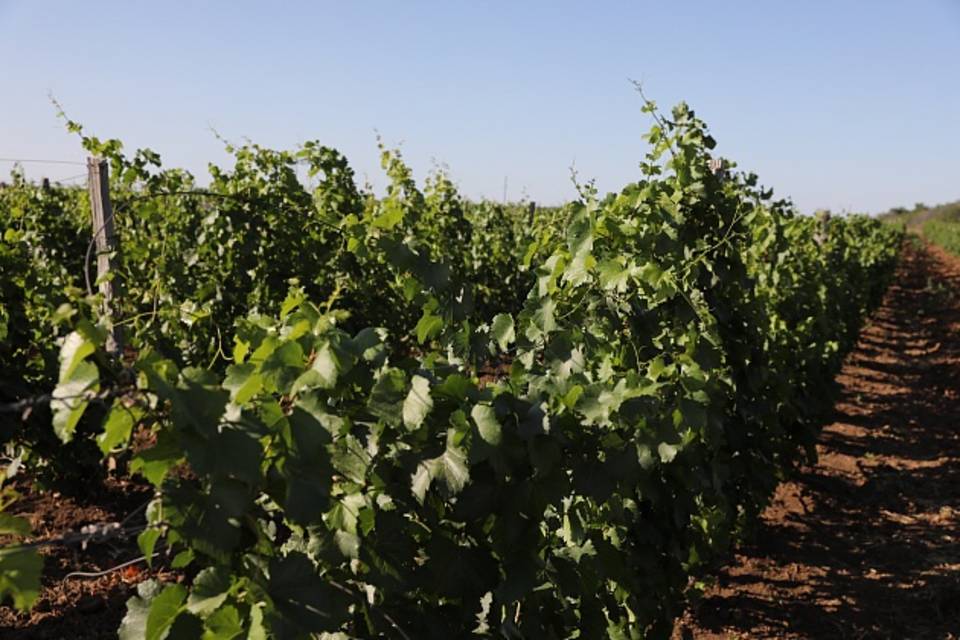 На развитие виноградарства Волгоградской области выделят 4,2 млн рублей