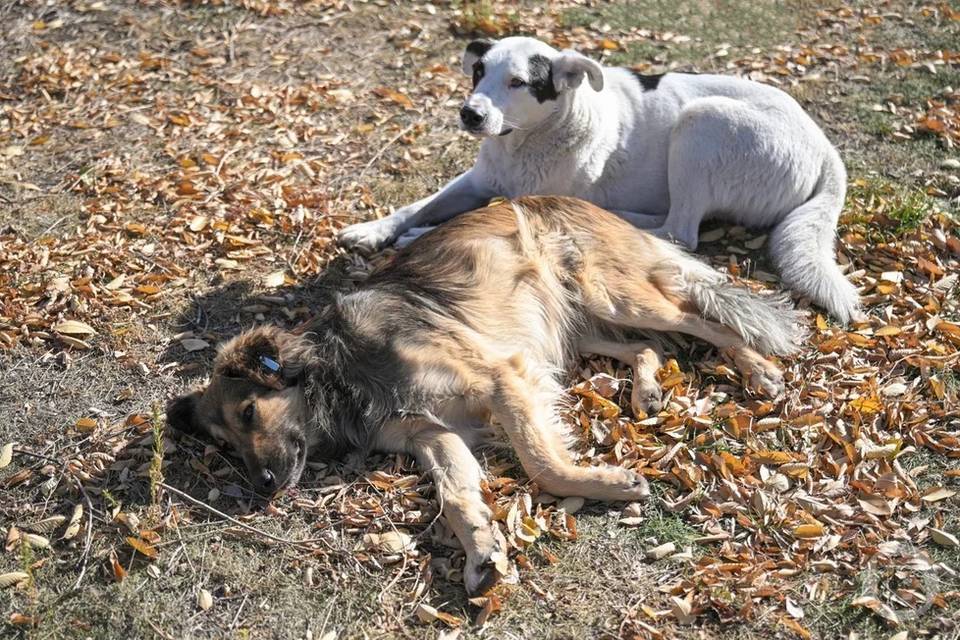Погибли пять собак: под Волгоградом сгорел приют для животных