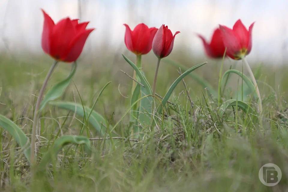 Волгоградцев приглашают полюбоваться на тюльпаны Калмыкии