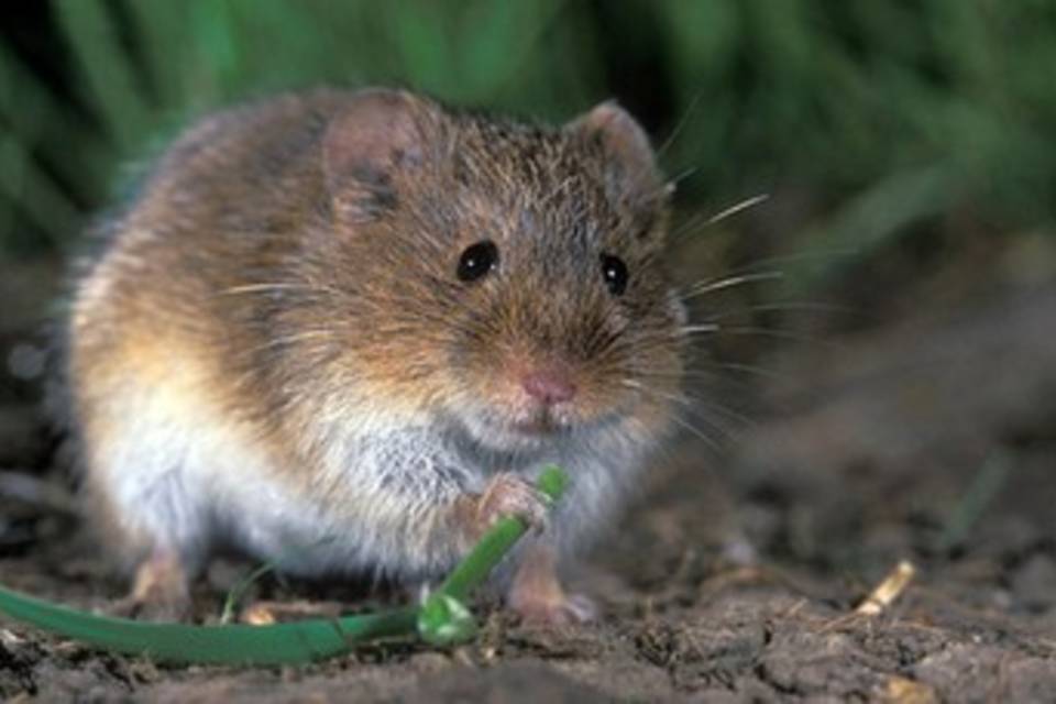На полях в Волгоградской области заметили активность мышей