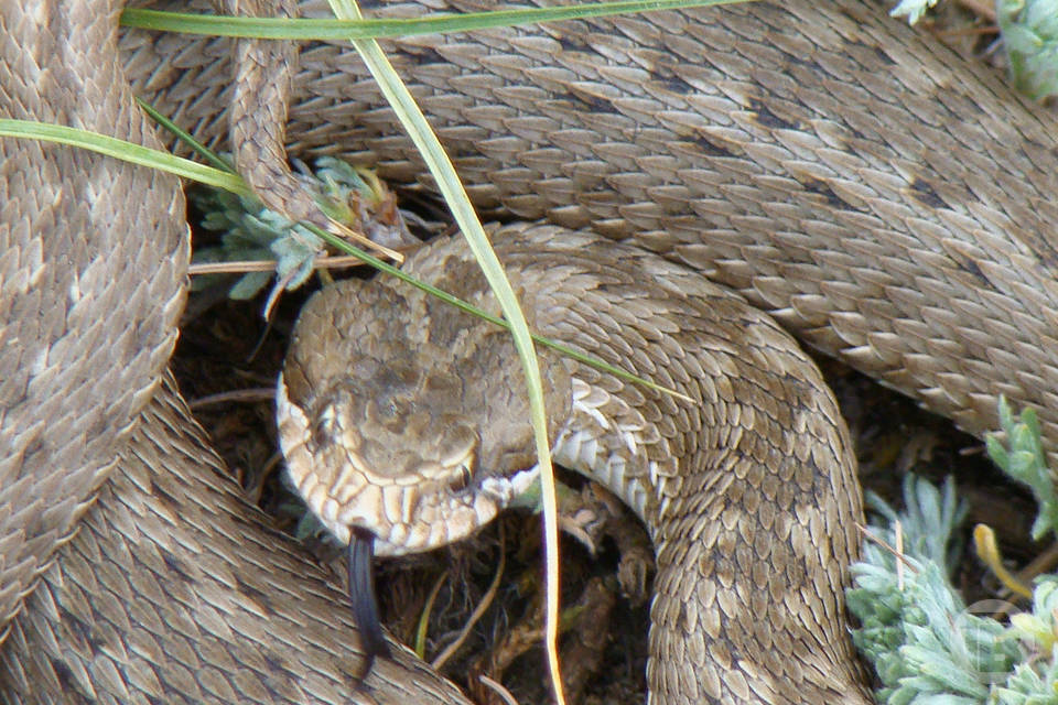 В Волгоградской области змеи вышли из спячки раньше времени